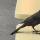 The Lonely Grackle